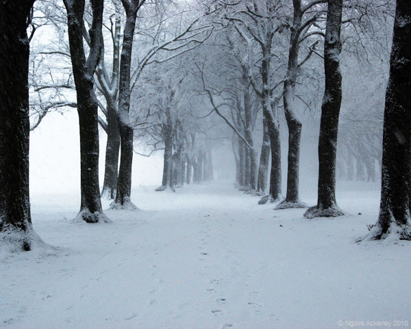 Snowy park, London, England.