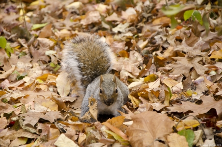 Squirrel, Central Park, New York, USA