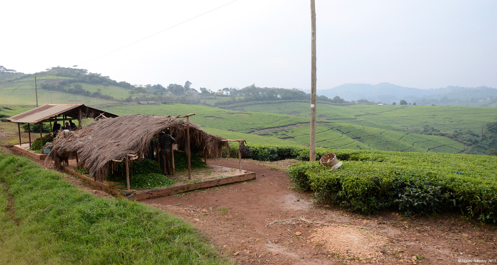 Tea Plantations near Kibale Forest, Uganda.