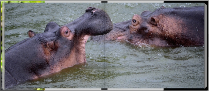 Footprints through East Africa - Uganda, hippos fighting