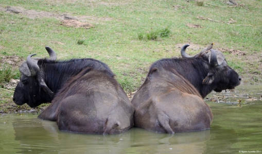 Water Buffalo, Queen Elizabeth National Park, Uganda.