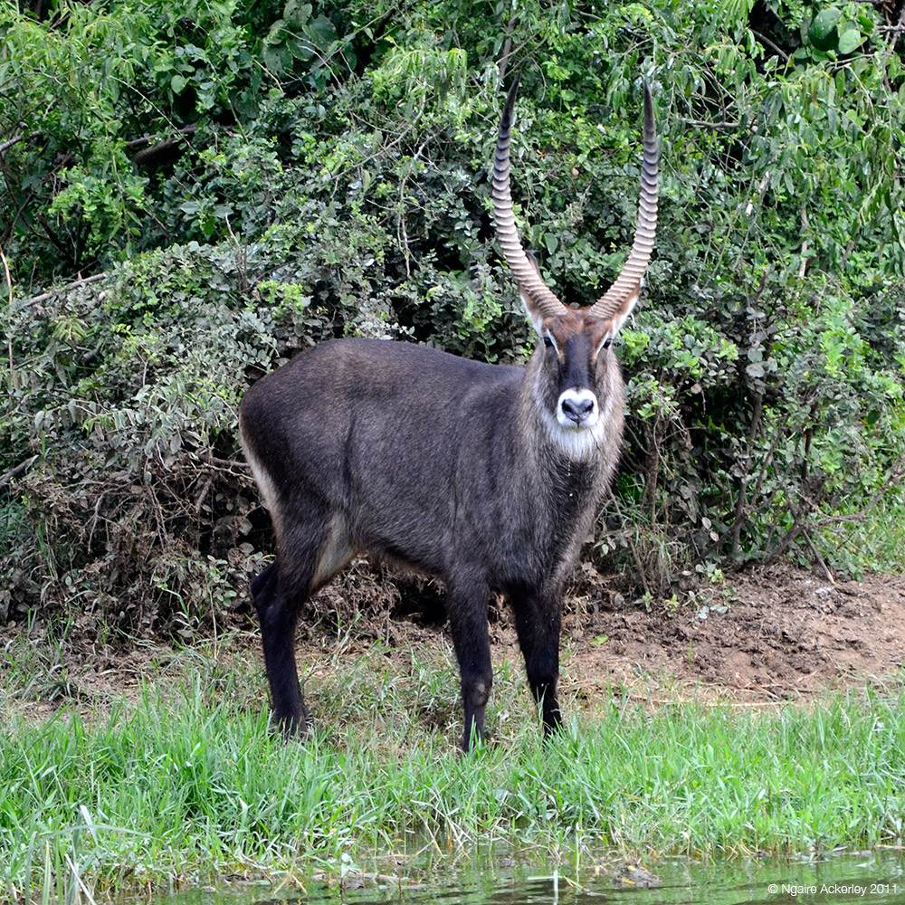 Waterbuck, Queen Elizabeth National Park, Uganda.