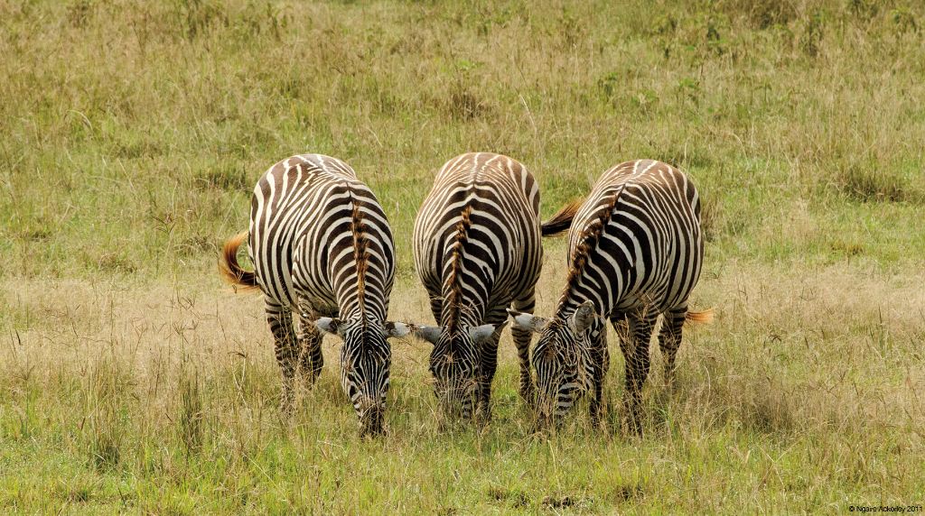 Zebra, Lake Nakuru National Park, Kenya.